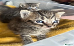 Ragdoll cats for sale: Ragdoll x bengal - Image 5