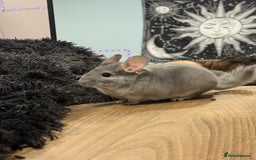 Chinchilla rodents for sale: Two male chins + oxbow food-£340 for it all - Image 3