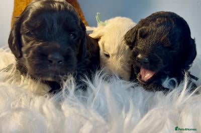 Goldendoodle dogs Mesmerising miniature golden doodle babys - Advert 3