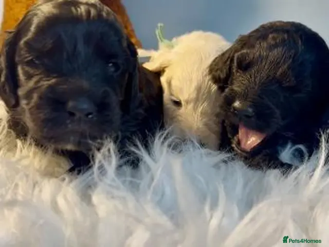 Goldendoodle dogs Mesmerising miniature golden doodle babys - Advert 3