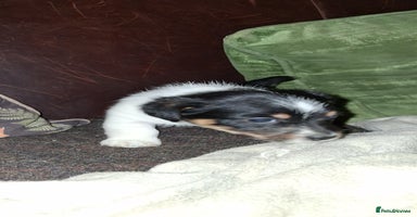 Jack Russell dogs - Advert 7