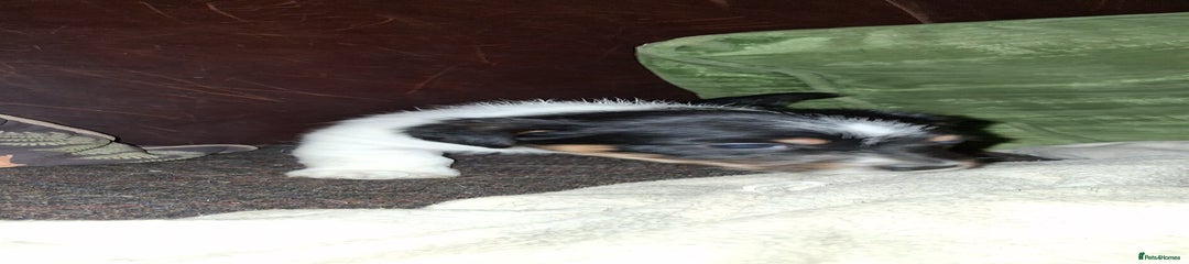 Jack Russell Puppy Green Collar