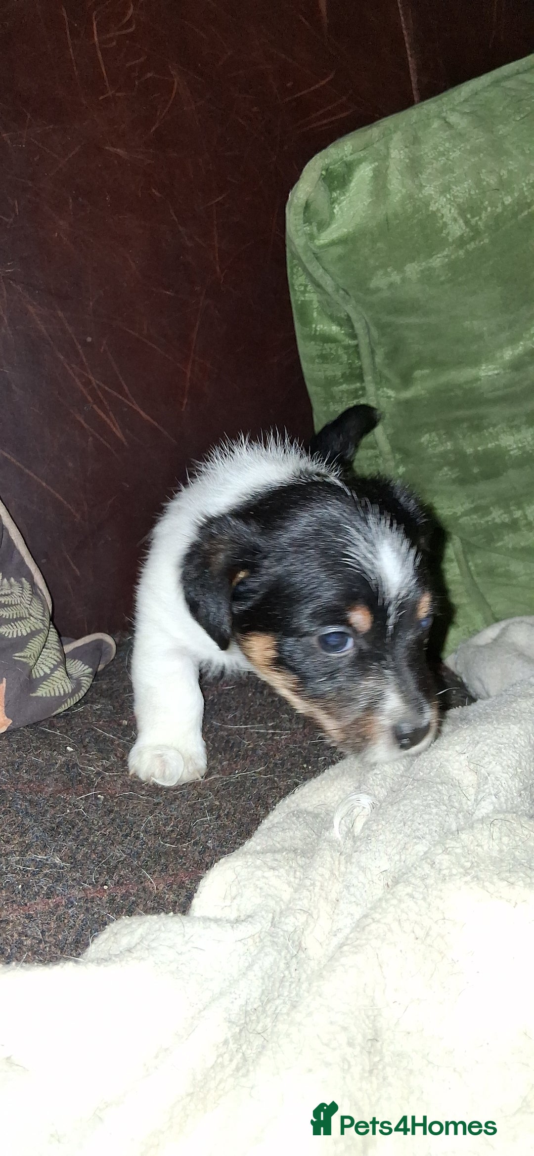 Jack Russell dogs for sale: Beautiful Jack Russell puppies - Image 3