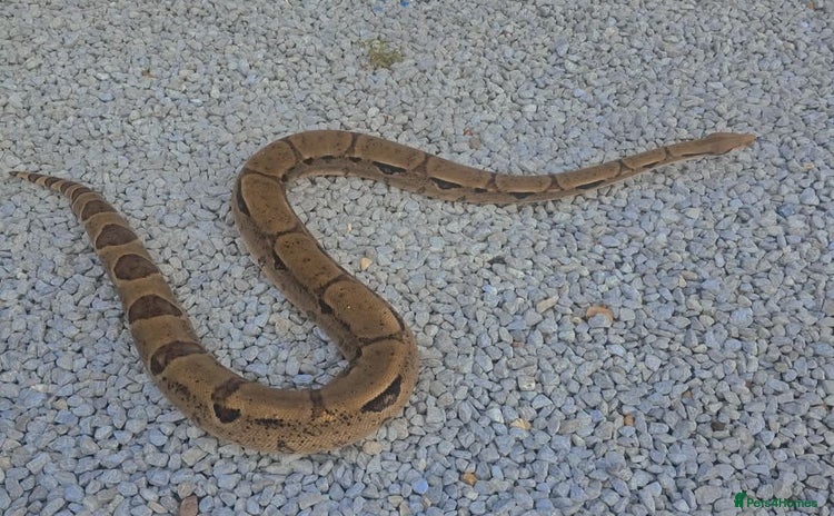 Boa Snake reptiles - Advert 2