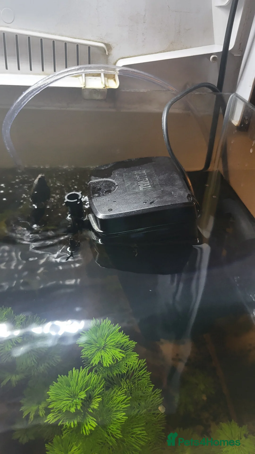 Gouramis fish for sale: Fish for sale - Advert 7