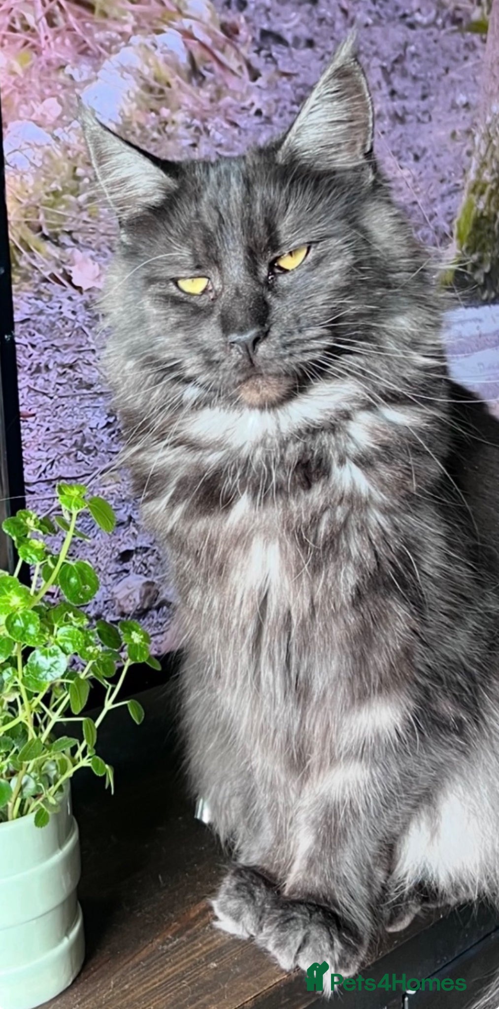 Maine Coon cats Maine Coon  - Advert 14