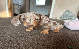 Miniature Dachshund dogs for sale: ❤️❤️⭐️Miniature dachshund⭐️❤️❤️ - Image 16
