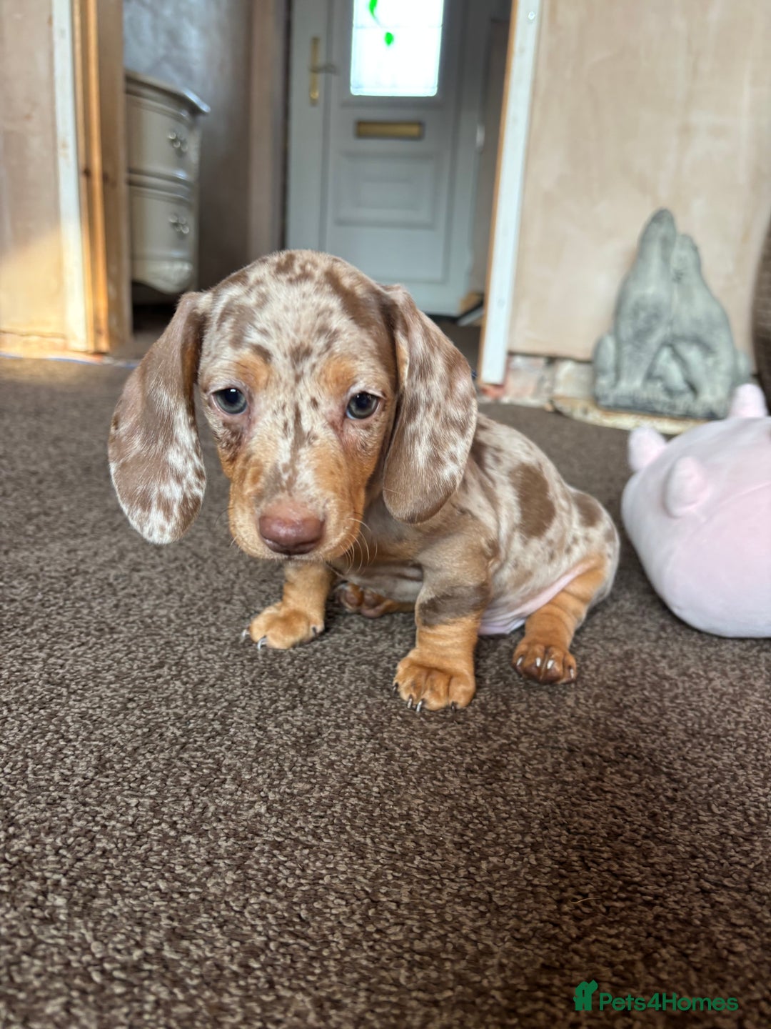 Miniature Dachshund dogs for sale: ❤️❤️⭐️Miniature dachshund⭐️❤️❤️ - Image 16