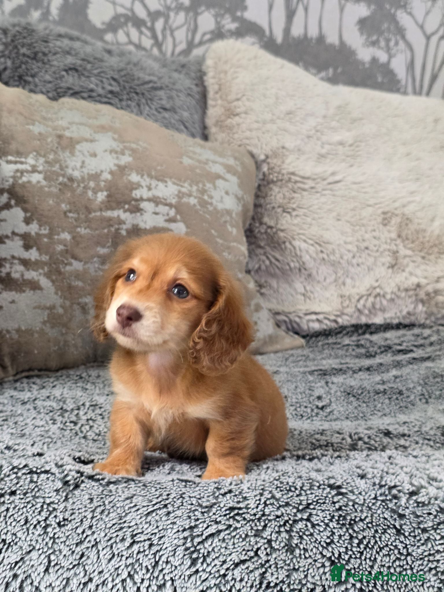 Miniature Dachshund dogs Cream miniature Dachshund males - Advert 3