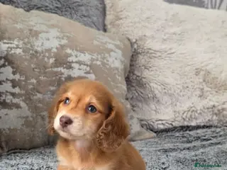 Miniature Dachshund dogs Cream miniature Dachshund males - Advert 3