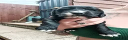 Cocker Spaniel dogs for sale: 6 STUNNING KC REGISTERED COCKER SPANIEL PUPPIES  - Advert 19