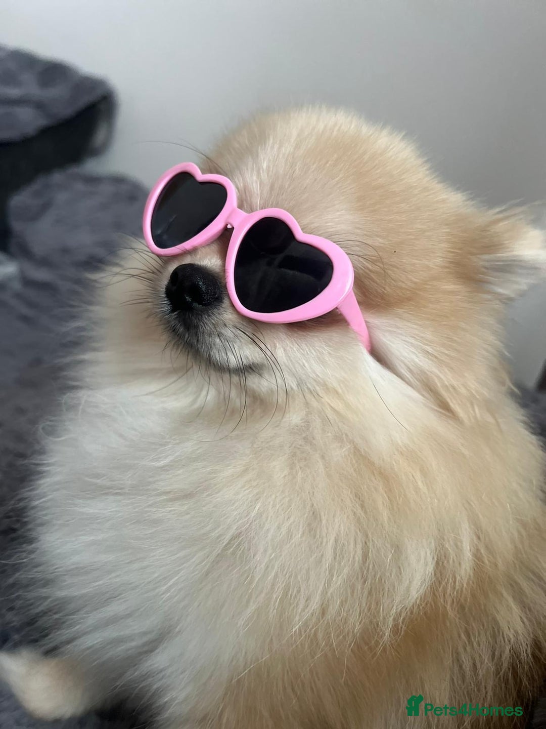 Pomeranian dogs for sale: Beautiful small Pomeranian girl cream colour  - Image 4