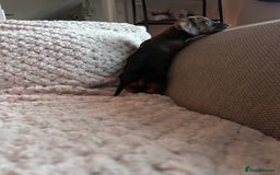 Miniature Dachshund dogs for sale: 3 gorgeous miniature dachshund girls  - Advert 21