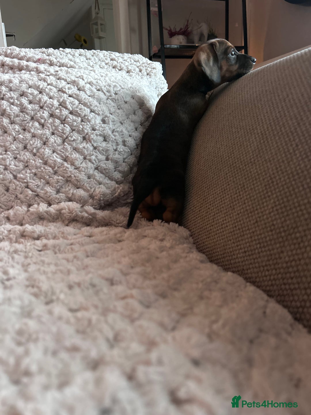 Miniature Dachshund dogs for sale: 3 gorgeous miniature dachshund girls  - Advert 21