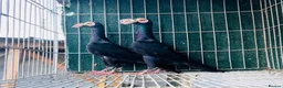 Pigeons birds for sale: Beautiful Quality Pigeons Healthy & Well Cared For - Advert 24