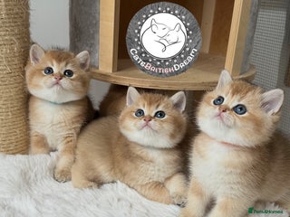 British Shorthair cats Pure BSH Golden kittens Show quality Ch line - Advert 3