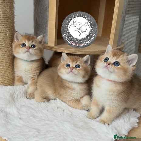 British Shorthair cats Pure BSH Golden kittens Show quality Ch line - Advert 4