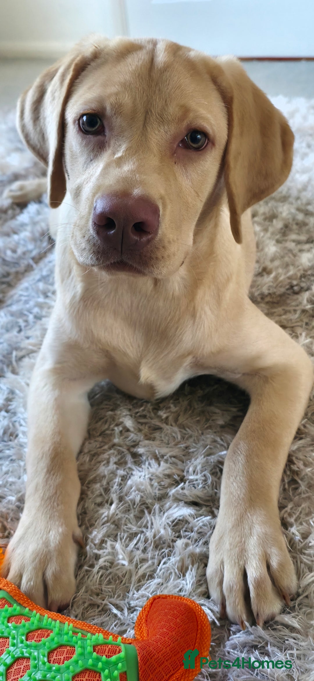 Labrador Retriever dogs for sale: Male - 7 month Yellow Labrador Retreiver - Advert 2