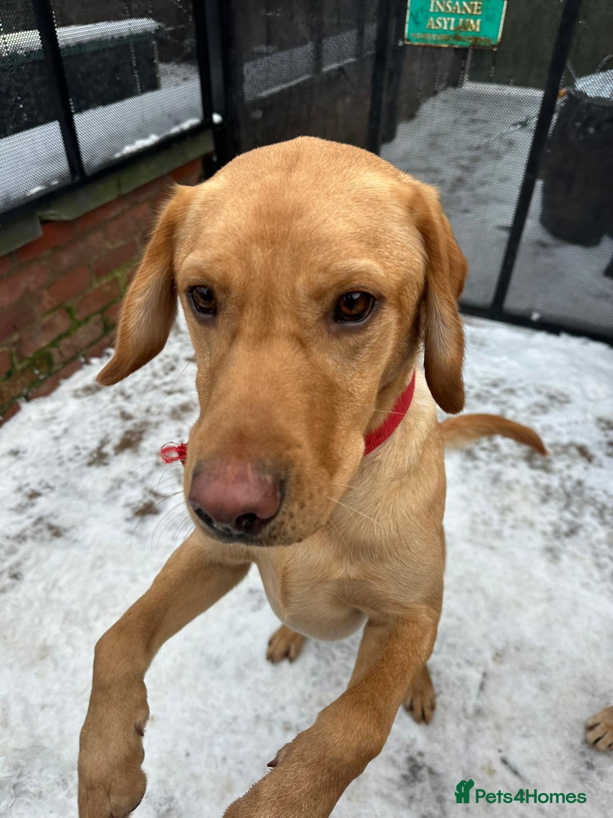 Labrador Retriever dogs Lovely Lab looking for Love - Advert 2