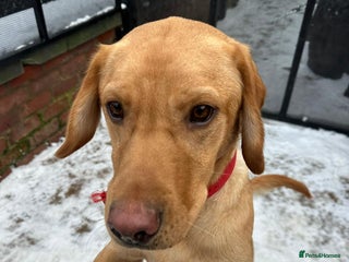 Labrador Retriever dogs Lovely Lab looking for Love - Advert 6