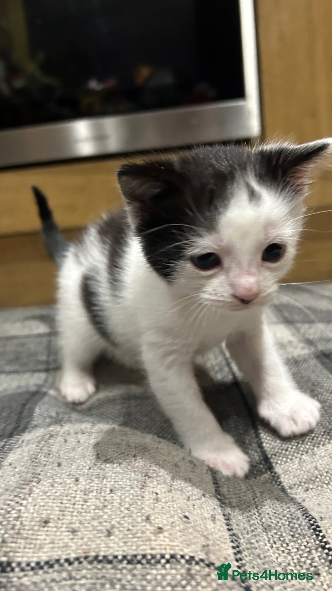 Mixed Breed cats for sale: Little boy kitten - Advert 3
