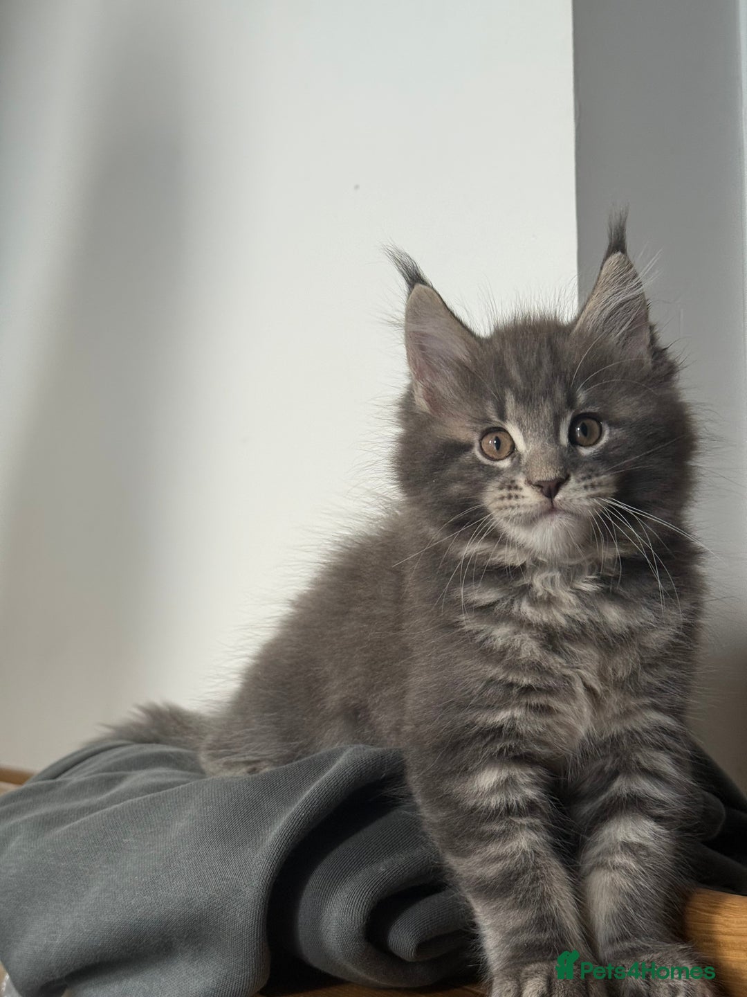 Maine Coon cats for sale: Maine Coon Kittens for sale - Image 5