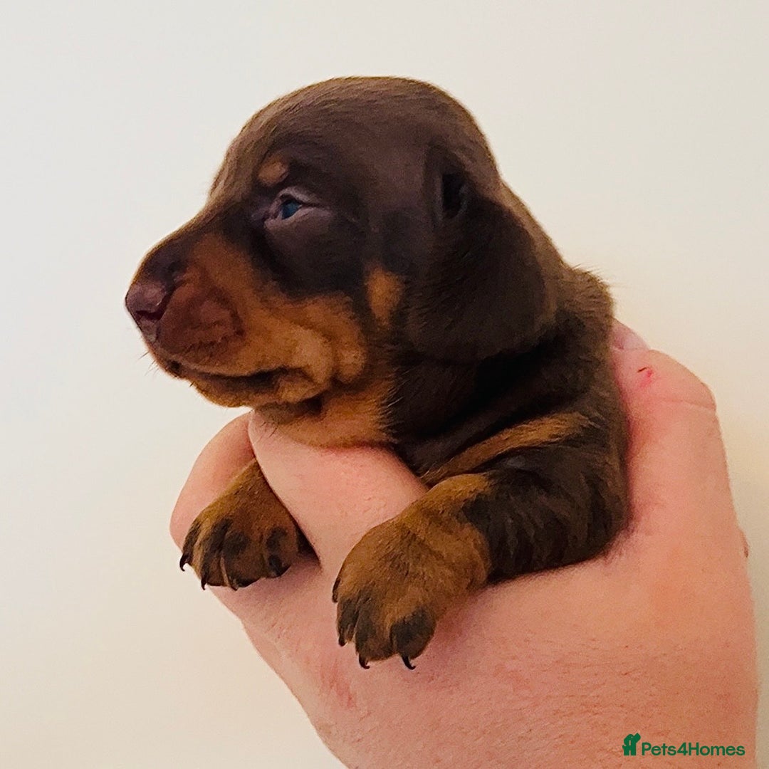 Miniature Dachshund dogs for sale: Beautiful healthy baby miniature dachshunds 🐾 - Image 2