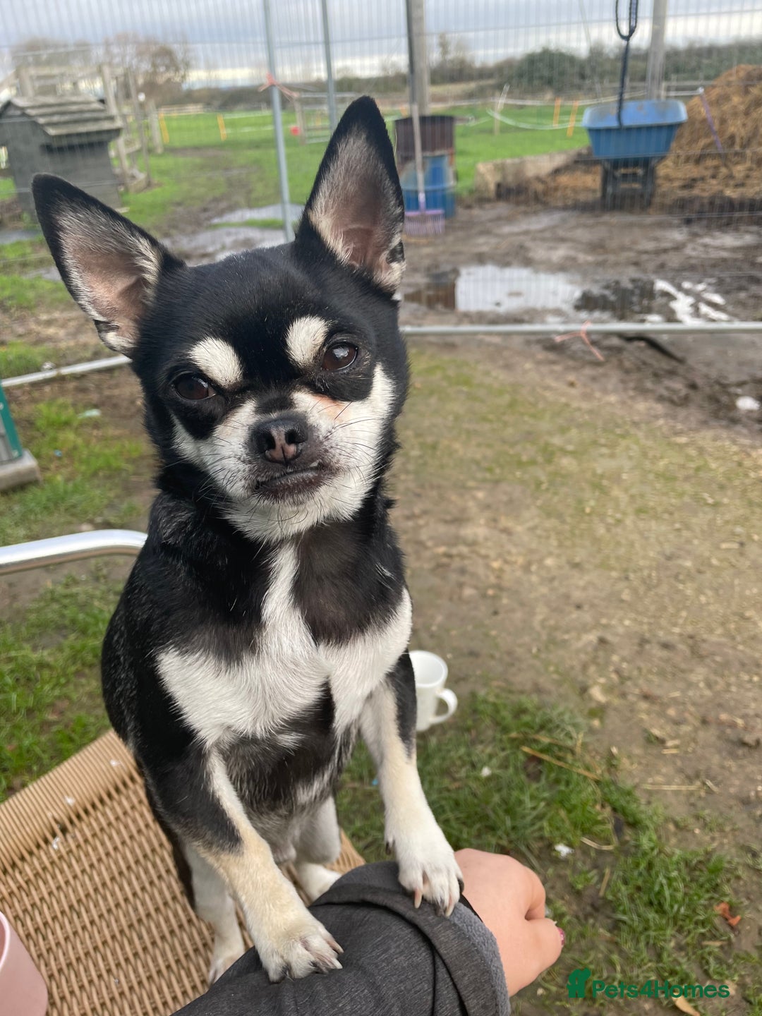 Chug dogs for sale: LOVING FAMILY DOG  - Image 6