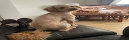 Cockapoo dogs for stud: Monty  in Liverpool - Advert 5