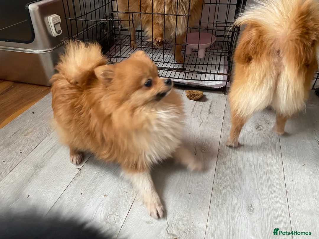 Pomeranian dogs for sale: 3 females for sale  - Advert 7