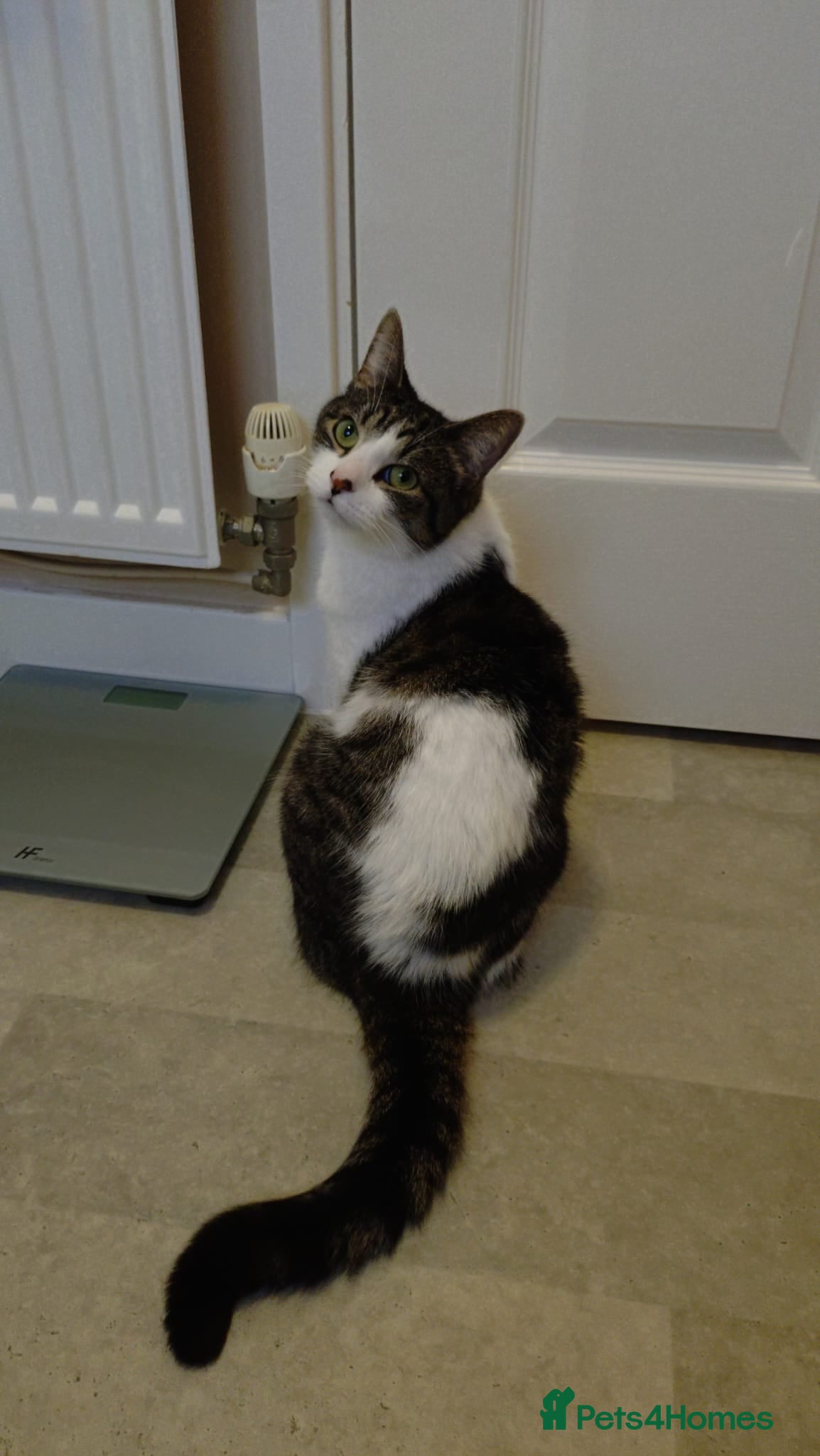 Mixed Breed cats 5 year old male cat - Advert 2