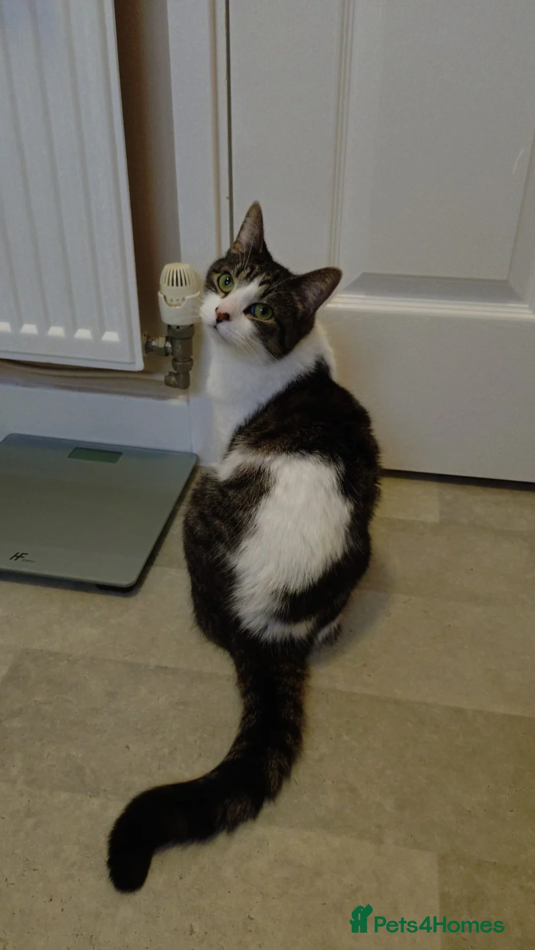 Mixed Breed cats for sale: 5 year old male cat - Advert 1