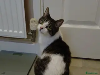 Mixed Breed cats 5 year old male cat - Advert 2