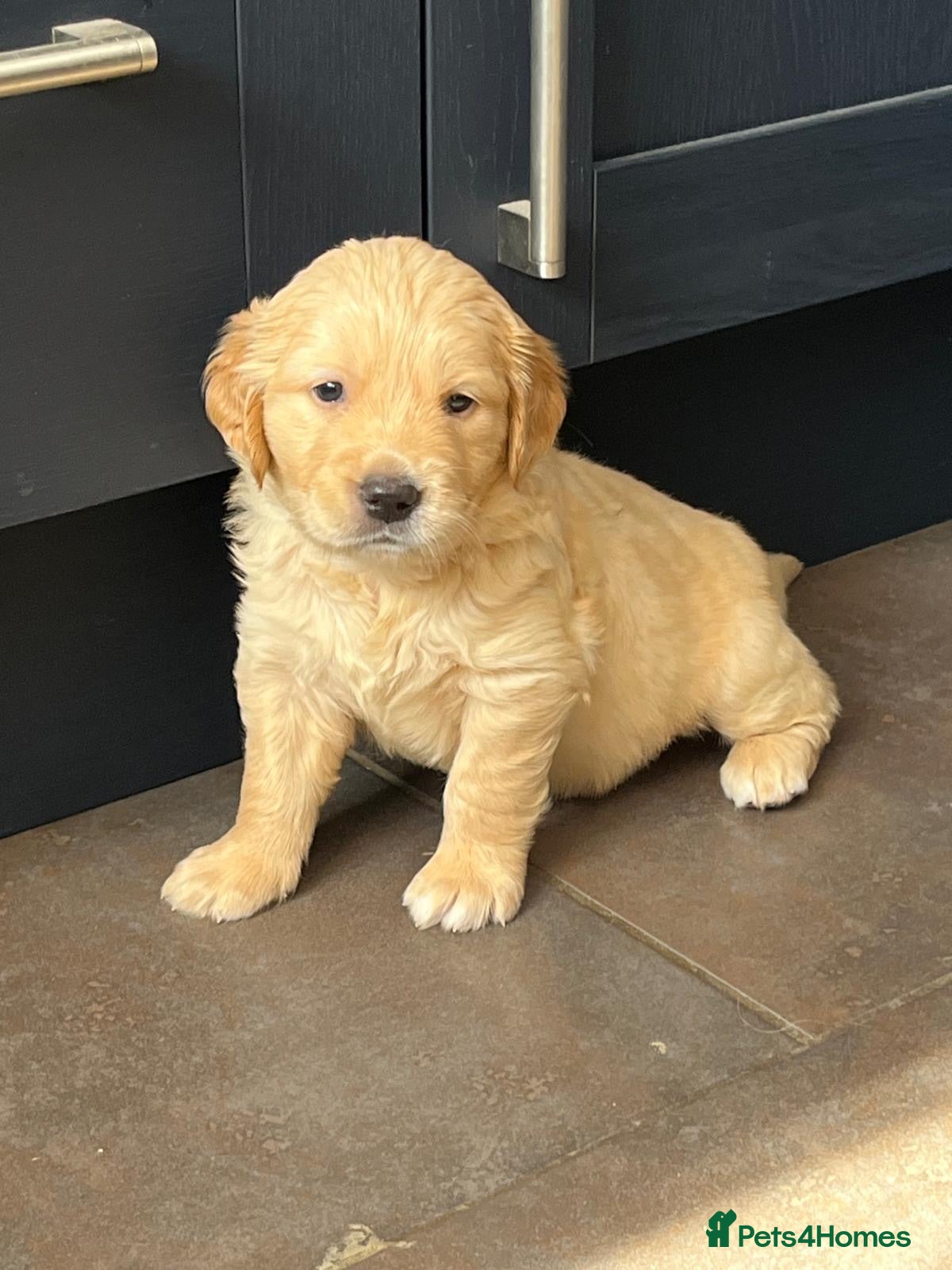 Golden Retriever dogs Kennel Club Golden Retriever Puppies Health Tested - Advert 2