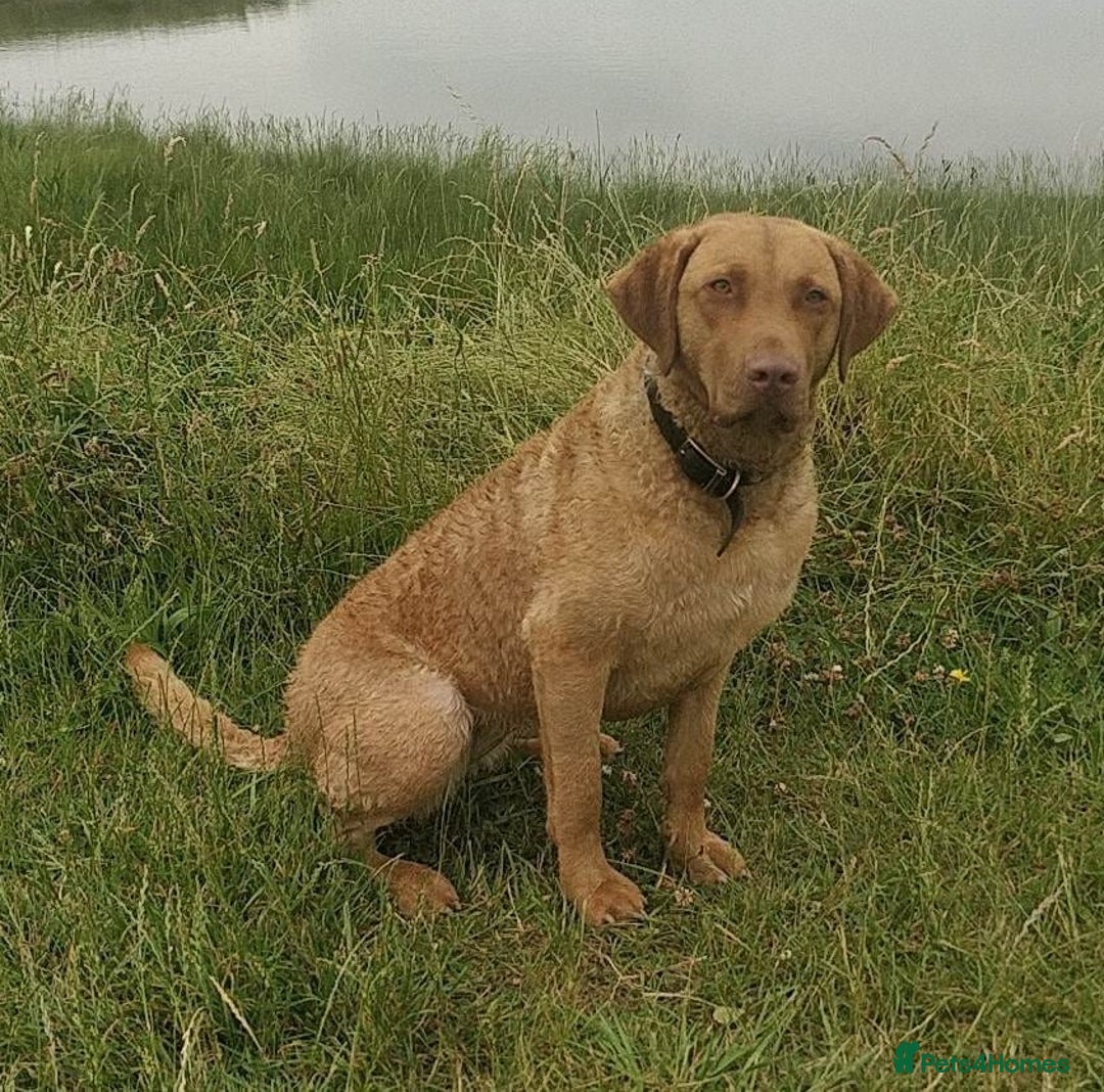 Chesapeake Bay Retriever dogs for sale: Chesapeake Bay Retriever (Chessie) pups - Advert 2