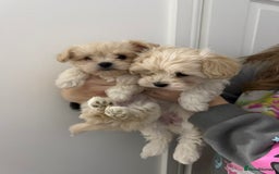 Mixed Breed dogs for sale: beautiful baby Lhatese puppys - Advert 3