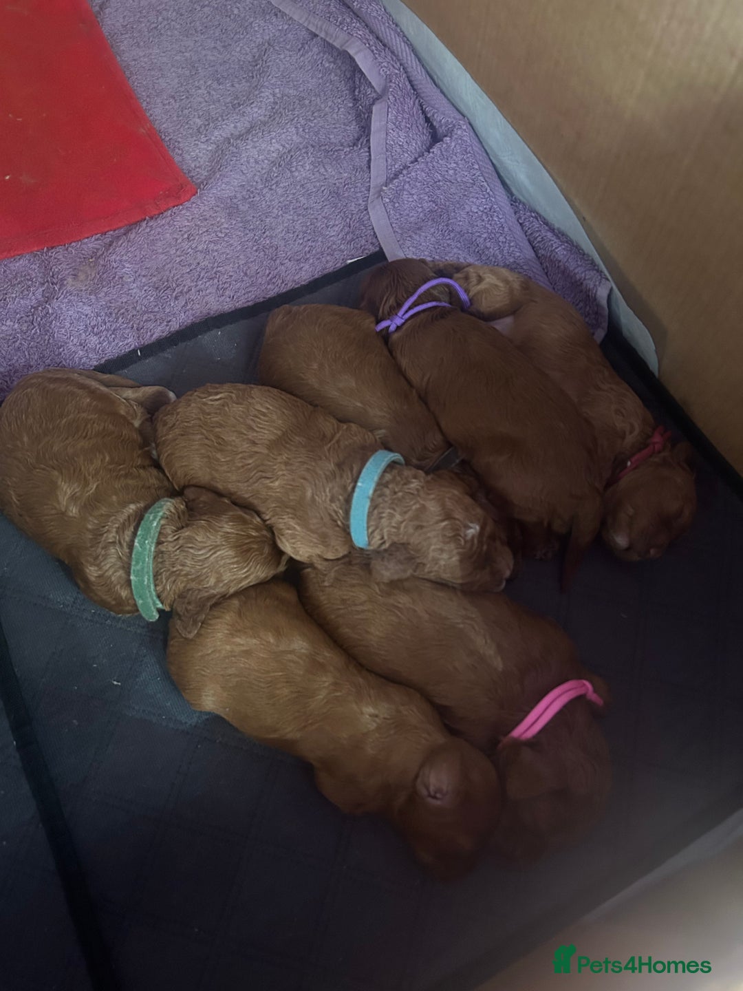 Cavapoo dogs for sale: 7 gorgeous F1b Cavapoo Puppies (4 girls & 3 boys)  - Image 1