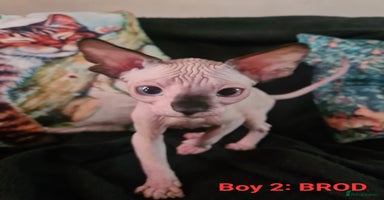 Sphynx cats - Advert 4
