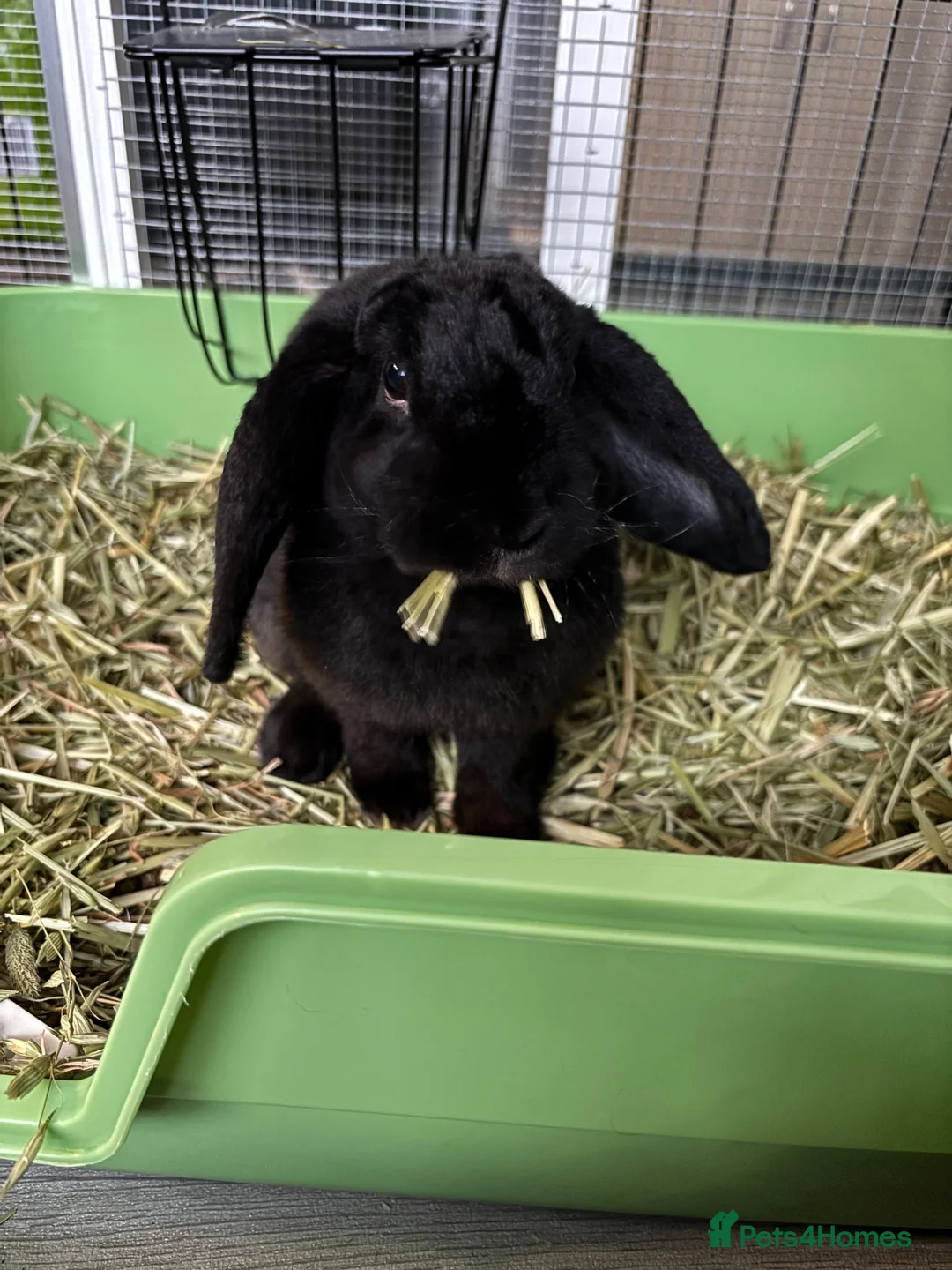 Mini Lop rabbits for sale: Black mini plush lop in Doncaster - Advert 2