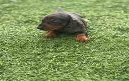Miniature Dachshund dogs for sale: Beautiful babies - Image 30