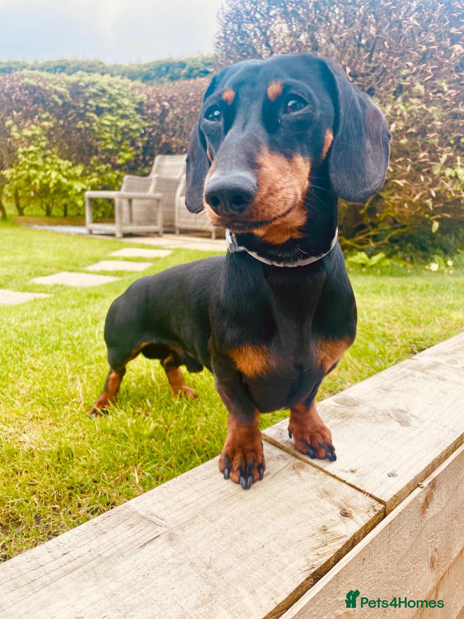 Miniature Dachshund dogs for stud: KC Reg Miniature smooth haired Dachshund for stud - Advert 2