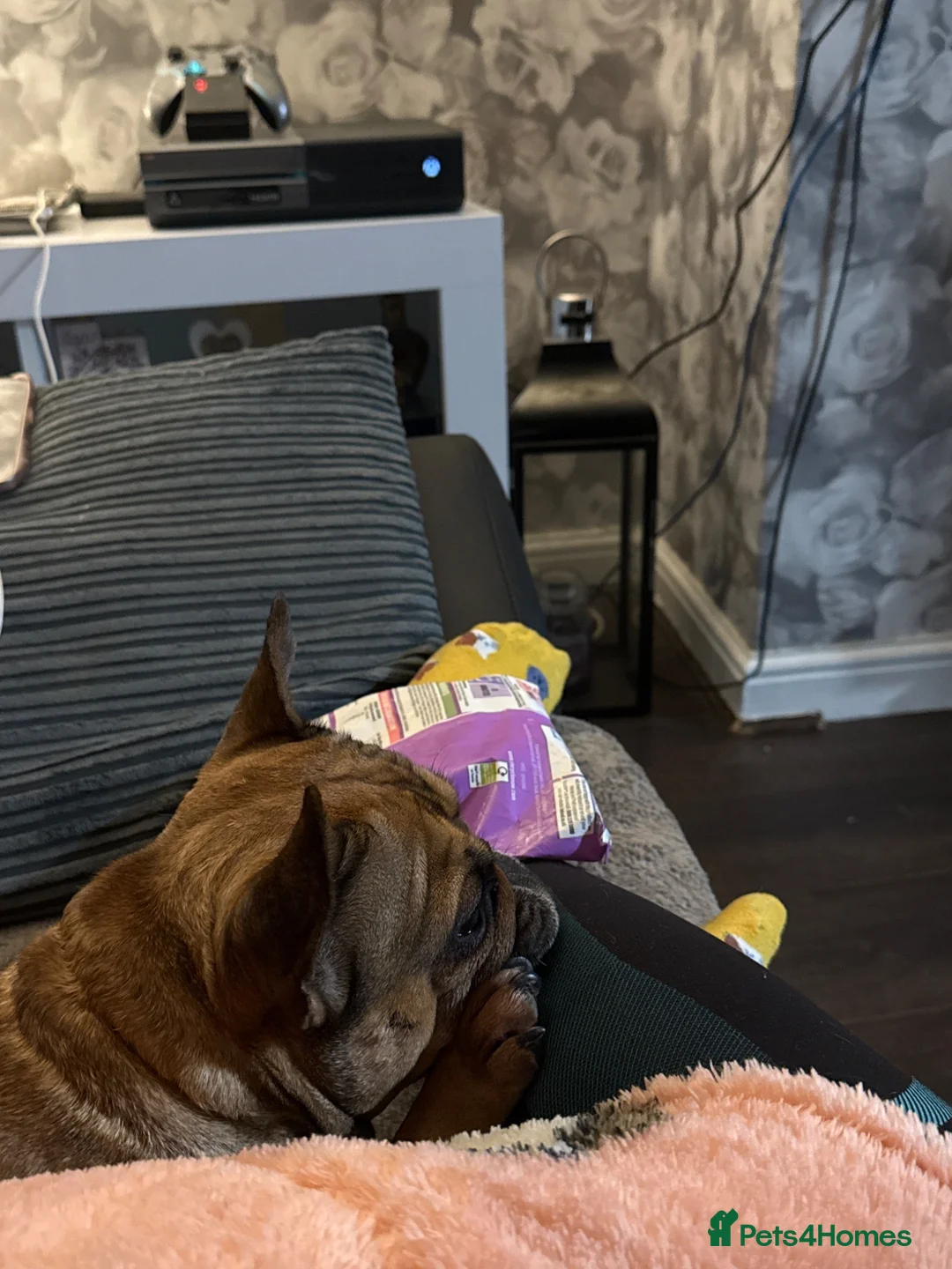 French Bulldog dogs for sale: Lola Female French bulldog in Barnsley - Advert 2
