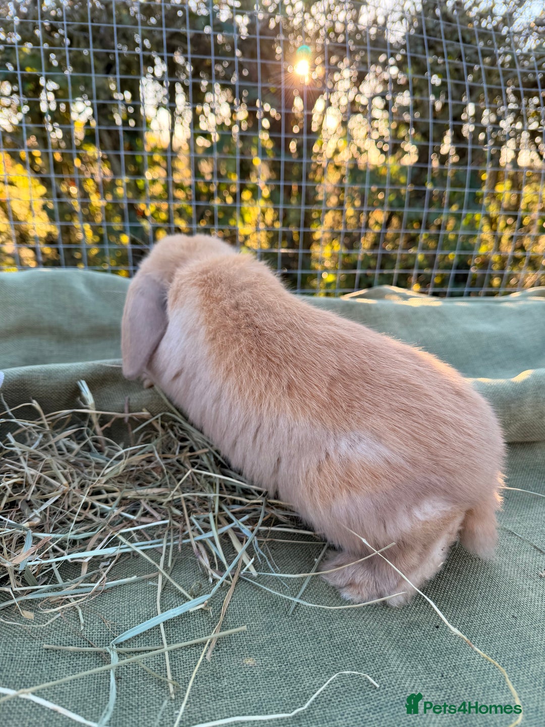 Mini Lop rabbits for sale: Mini Lop bunnies  - Advert 24