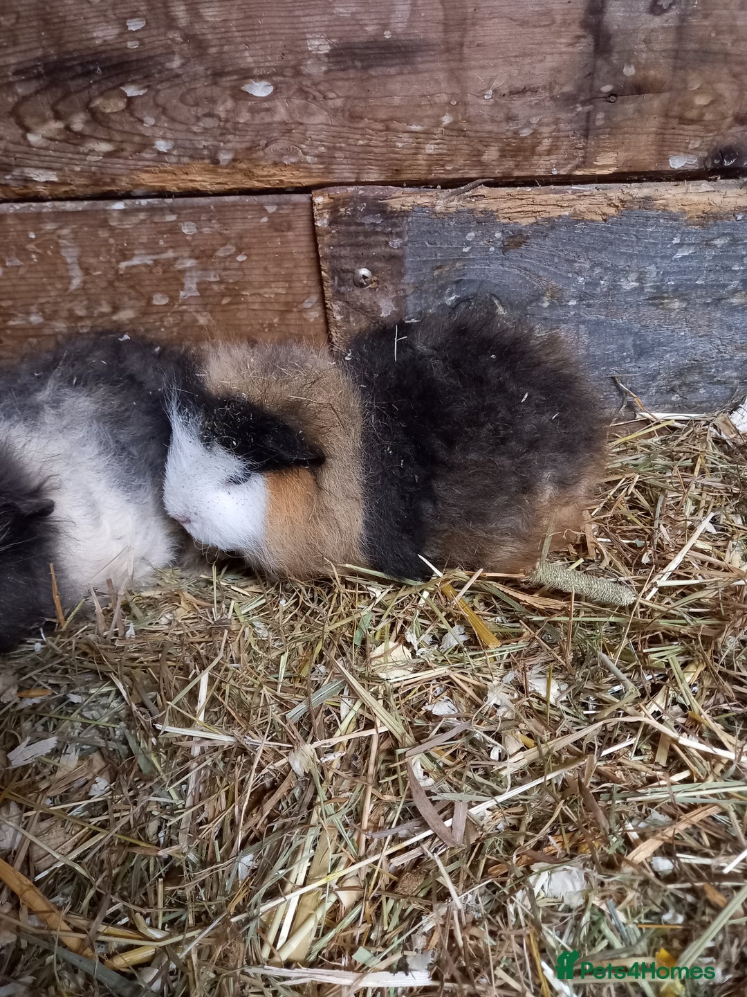 Guinea Pig rodents for sale: Swiss baby guinea-pigs  - Advert 13