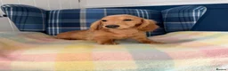 Miniature Dachshund dogs for sale: Last Boy Left  - Advert 6
