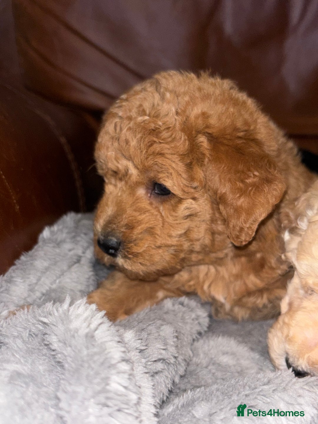 Labradoodle dogs for sale: F1b miniature labradoodles - Advert 10