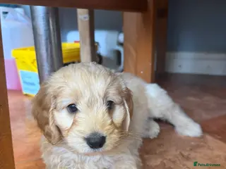 Cockapoo dogs Beautiful Health Tested Cockapoo Puppies - Advert 3