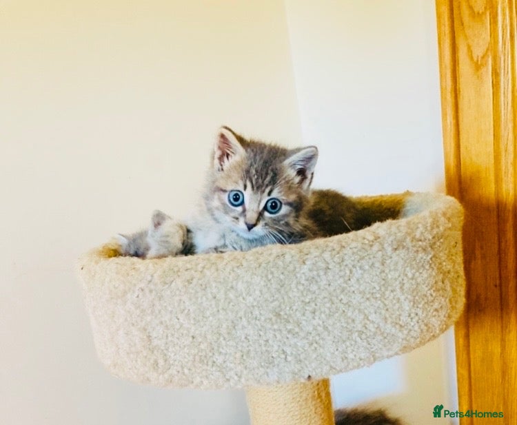 Mixed Breed cats Last British long hair mix Kitten - Advert 5