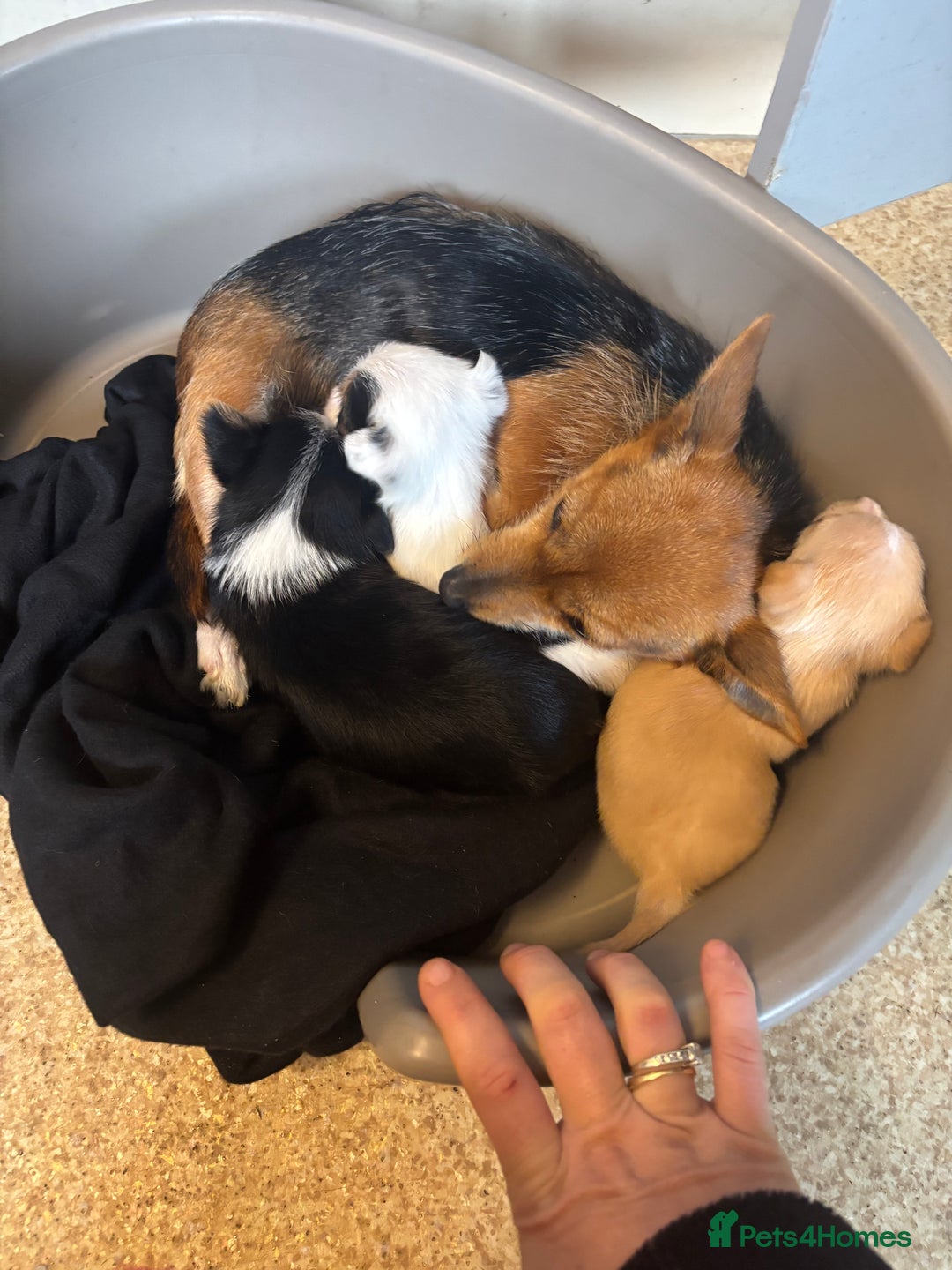 Jack Russell dogs for sale: Jack Russell puppies for sale - Image 22