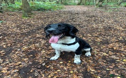 English Springer Spaniel dogs for stud: Stunning KC reg English Springer Spaniel  - Image 1